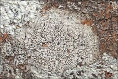 Halegrapha mucronata