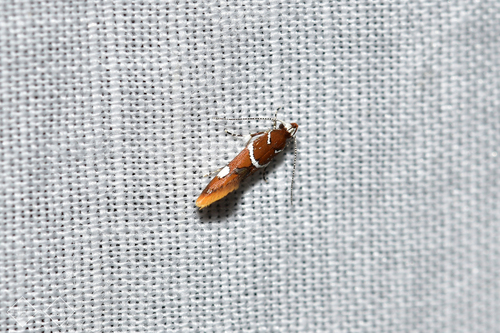 Suzuki's Promalactis Moth