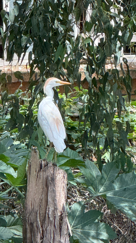 Western Cattle-Egret