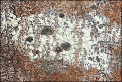 Pertusaria pertractata