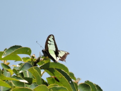 Graphium cloanthus