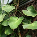 Philodendron rugosum - Photo (c) 
Photo by David J. Stang, some rights reserved (CC BY-SA)