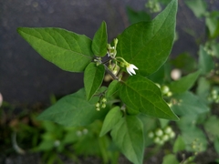 Solanum scabrum