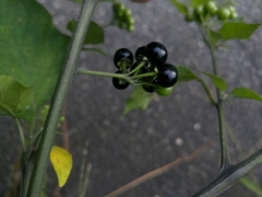 Solanum scabrum