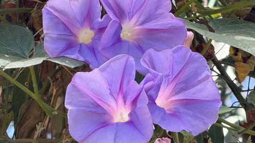 oceanblue morning glory