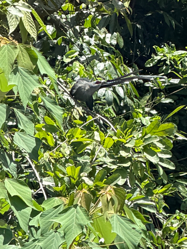 Green-billed Malkoha