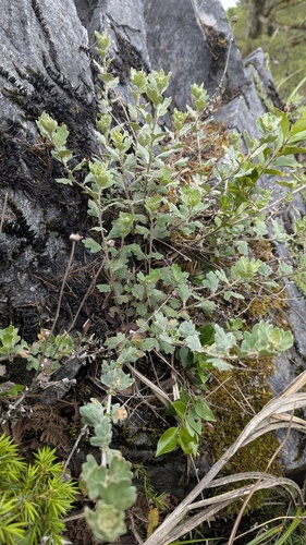 Chrysanthemum morii, photograph 1