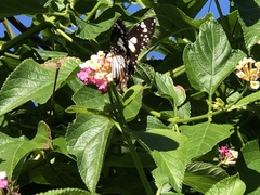 Danaus affinis affinis