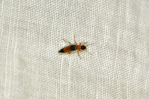 Paederus fuscipes