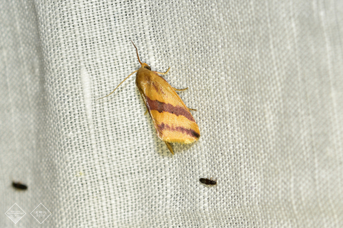 Rice green caterpillar