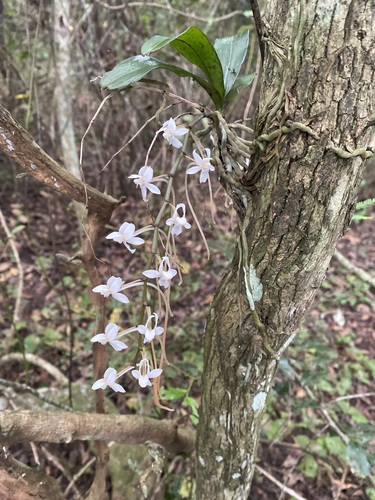 Aerangis appendiculata (De Wild.) Schltr. 3