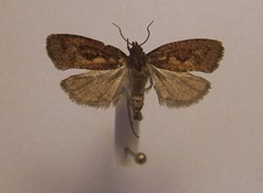 Cryptaspasma querula