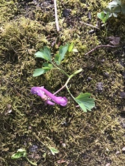 Corydalis solida
