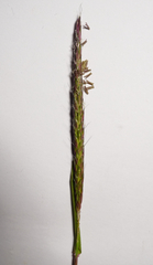 Alopecurus myosuroides