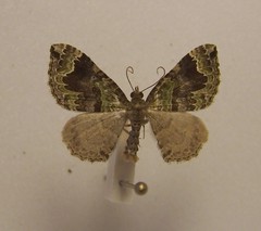Hydriomena rixata