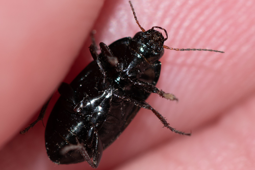 Common Sun Beetle