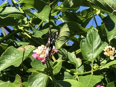 Danaus affinis affinis
