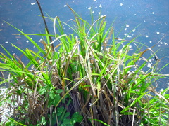 Carex pseudocyperus