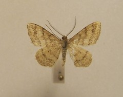 Scopula rubraria
