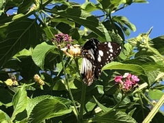 Danaus affinis affinis