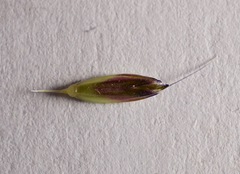 Alopecurus myosuroides