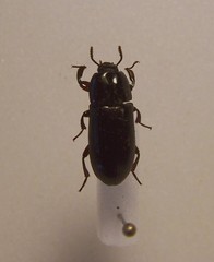 Uloma tenebrionoides