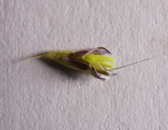 Alopecurus myosuroides