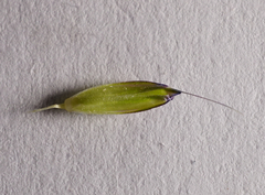 Alopecurus myosuroides