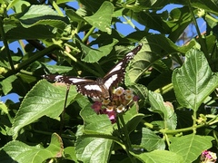 Danaus affinis affinis