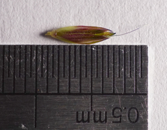 Alopecurus myosuroides