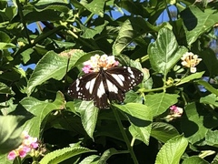 Danaus affinis affinis