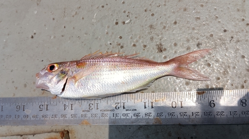 Notched butterfly bream (Nemipterus peronii) — Nemipteridae