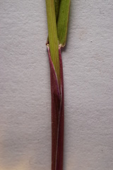 Alopecurus myosuroides