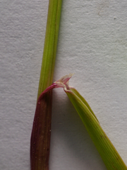 Alopecurus myosuroides