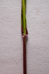 Alopecurus myosuroides