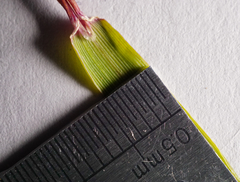 Alopecurus myosuroides