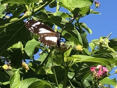 Danaus affinis affinis
