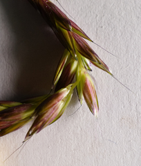 Alopecurus myosuroides