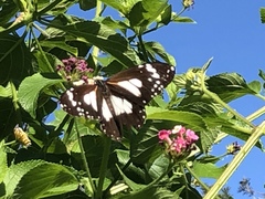 Danaus affinis affinis