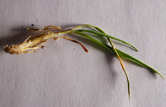 Alopecurus myosuroides