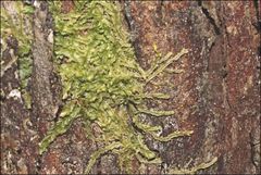 Lophocolea semiteres