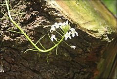 Rorippa dictyosperma