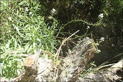 Rorippa dictyosperma