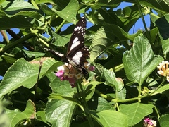 Danaus affinis affinis
