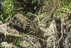 Rorippa dictyosperma