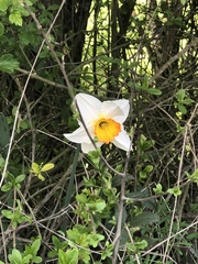 Narcissus