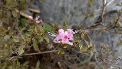 Rhododendron breviperulatum