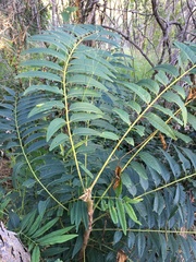 Ailanthus triphysa