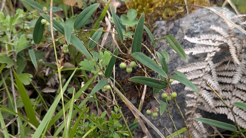 Smilax elongatoumbellata (Smilax elongatoumbellata)