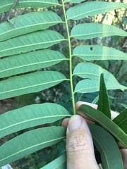 Ailanthus triphysa